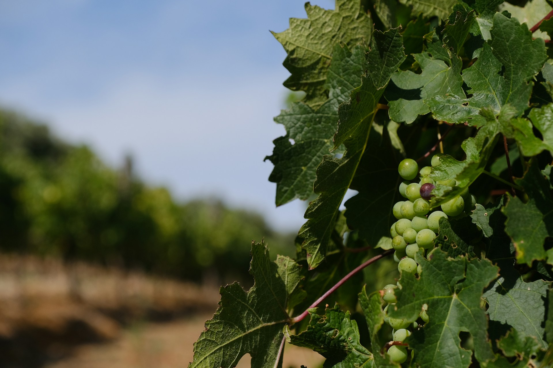 Wynrankies op 'n heuwel met sonsondergang