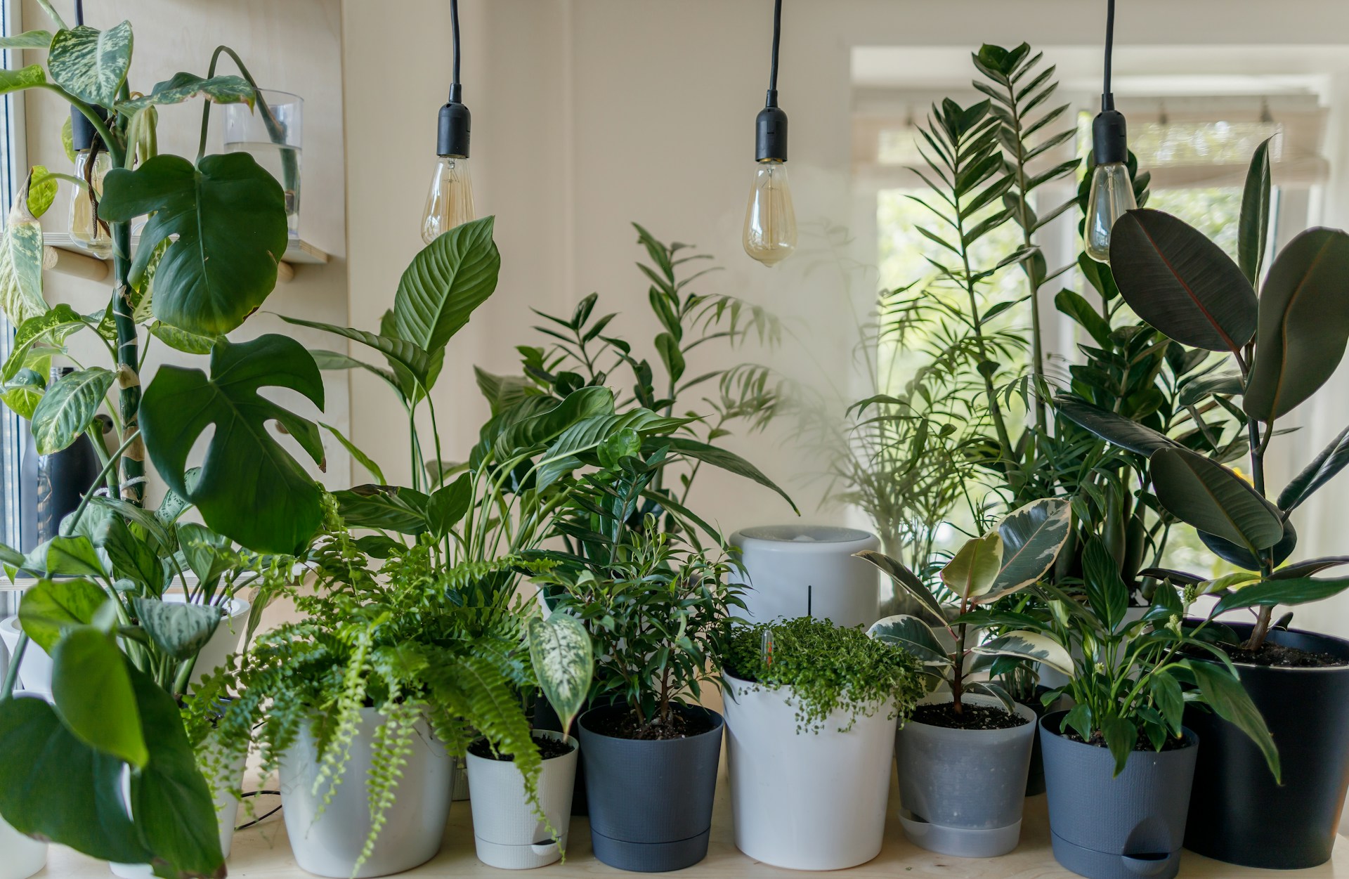 'n Woonstelvenster vol groen plante